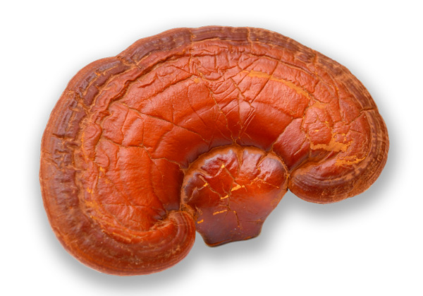 Reishi